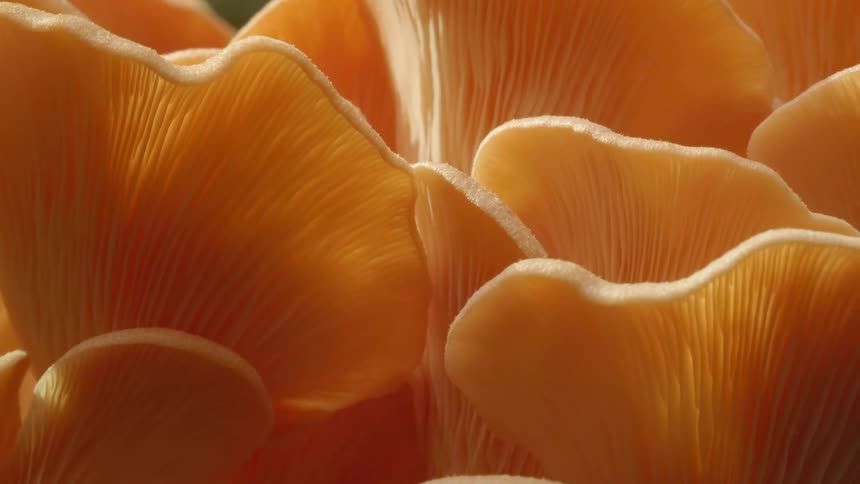 A timelapse of growing mushrooms