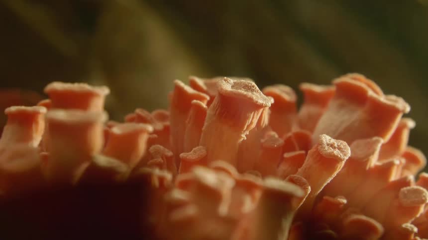 Timelapse footage of orange fungus growing under the sun