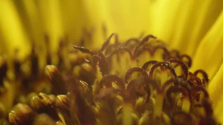 An insect is crawling through the fibers of carpet