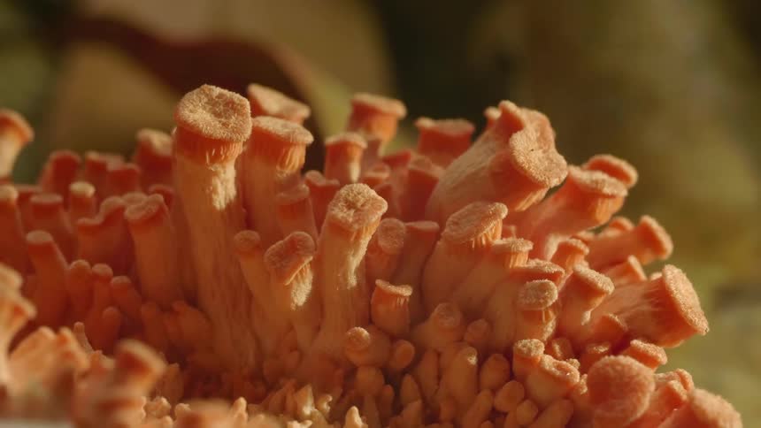 A timelapse of a plant growing in nature