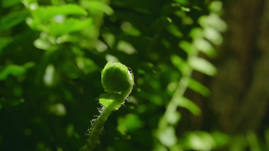 A small plant sprout very slowly unfurls itself in the direction of the sunlight above