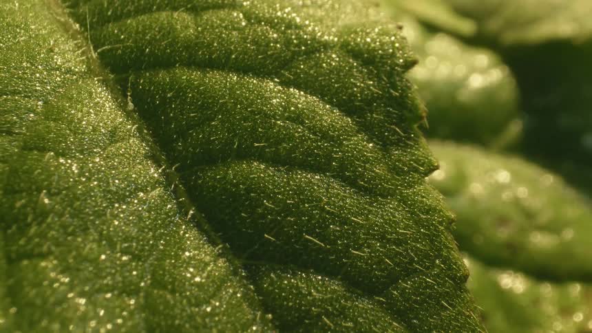 A close up view of leaves in a tropical place