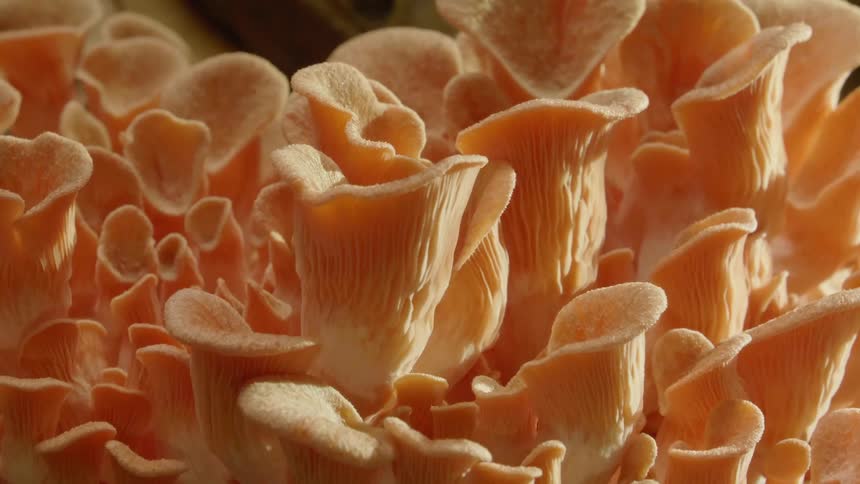 A time lapse shows tulip style flowers growing taller