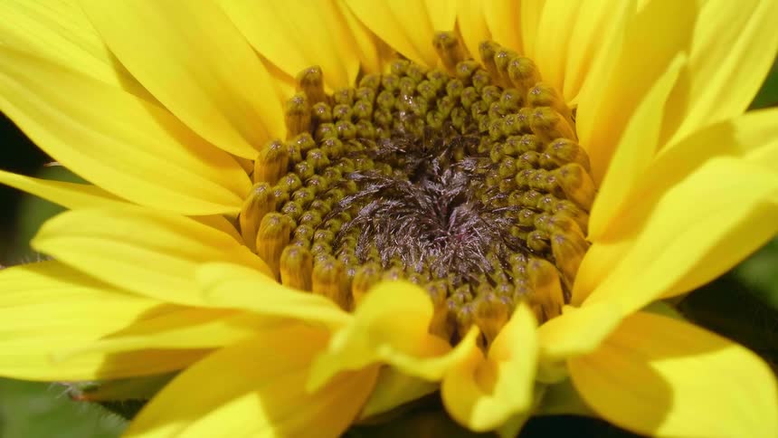 The leaves of a yellow flower move as rain drops fall on it