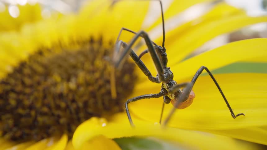Insect cleaning itself over the yellow petals of a sunflower outdoors