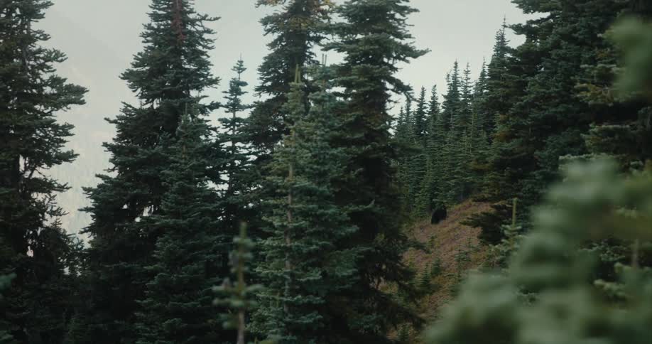 Brown bear walking up hill