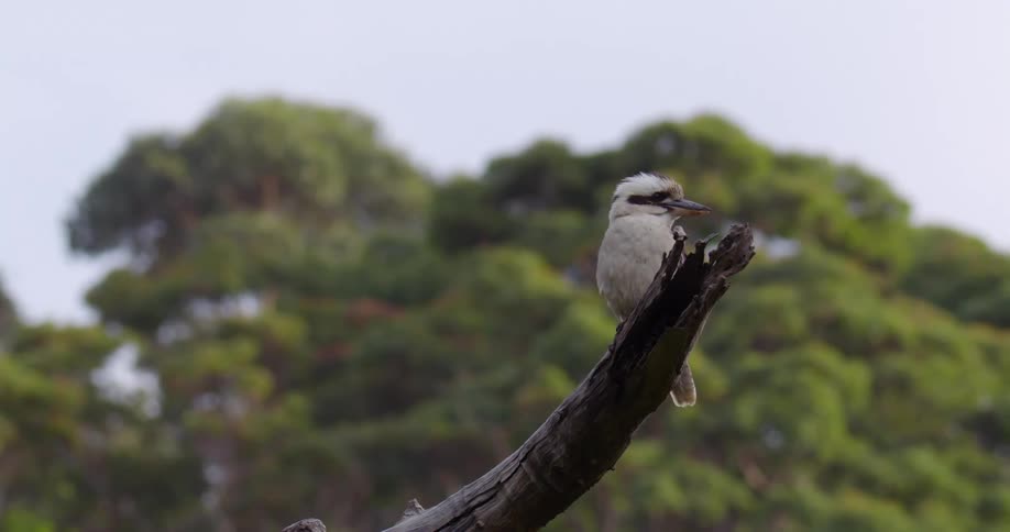 Bird sitting on branch