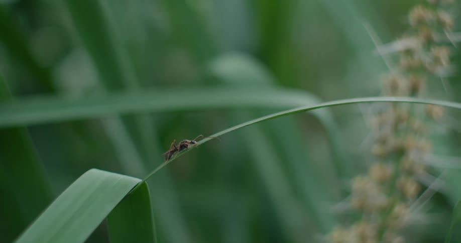 Insect sits on long narrow leaf with flowers in background