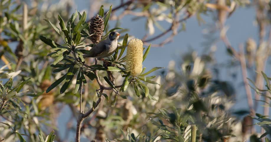 A bird in a tree eating leaves
