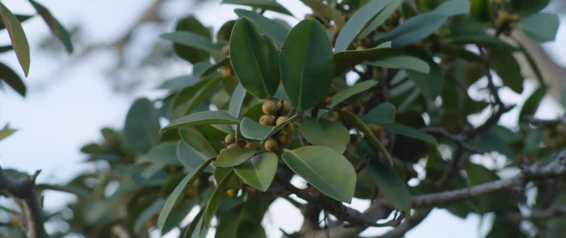 A tree with fruit and leaves with the sky and clouds in the background