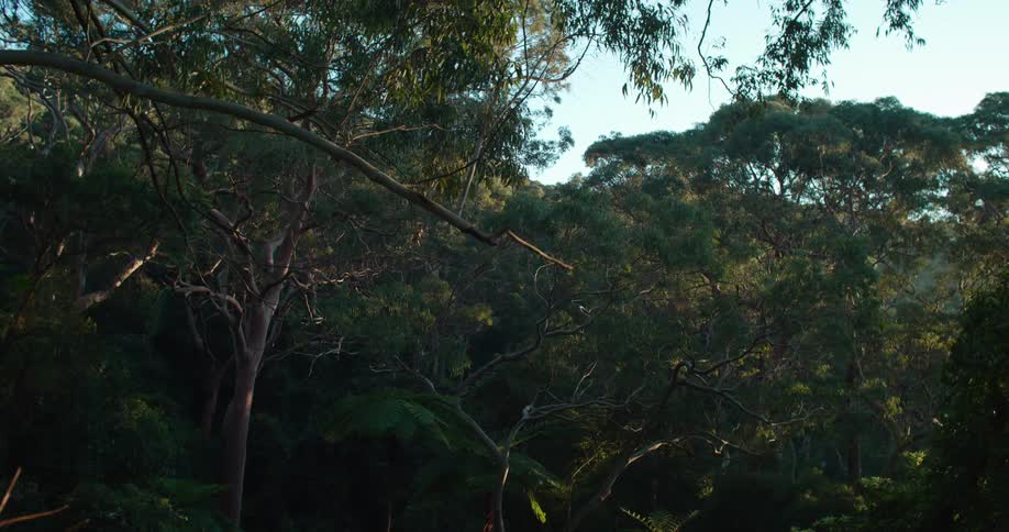 Trees and bare branches in a forest