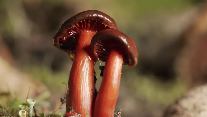 Pair of copper colored mushrooms stand together surrounded by low lying plants