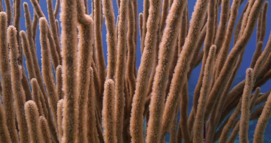 Soft Coral moves with the water
