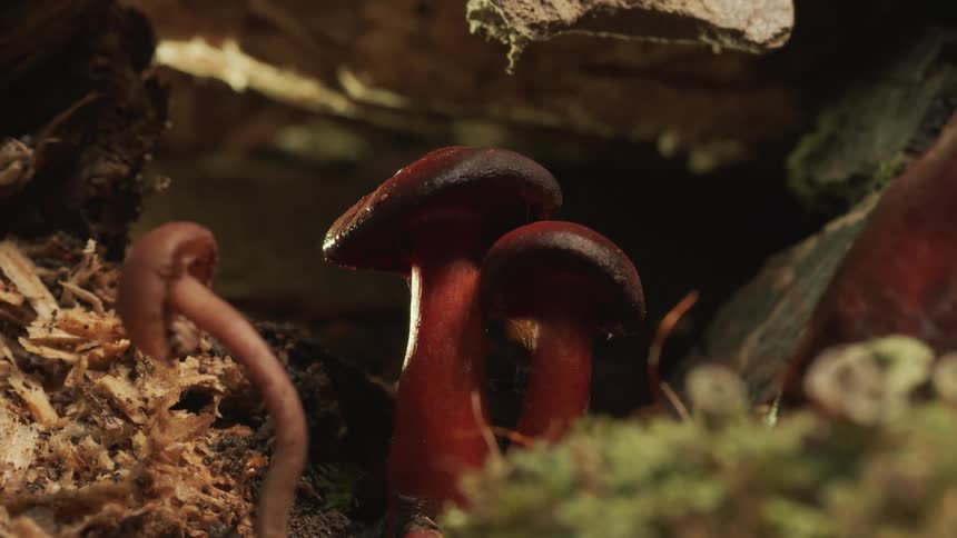 Mushroom outside