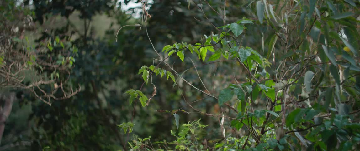 Trees with branches and leaves with the sky and clouds in the background