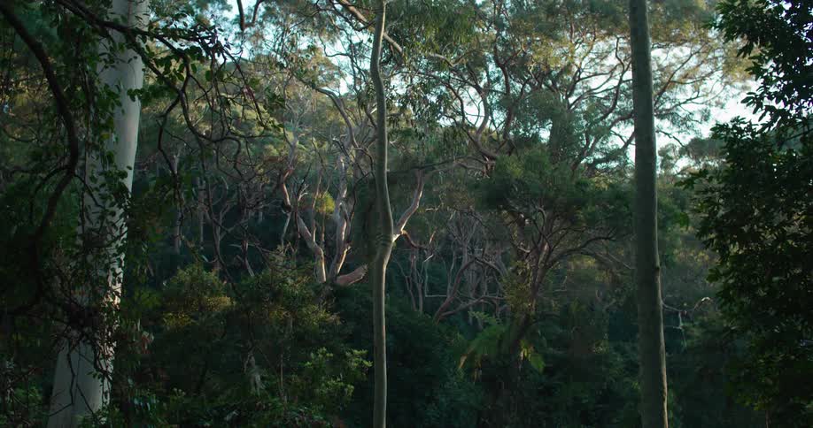 Thick tree growth goes up a mountain