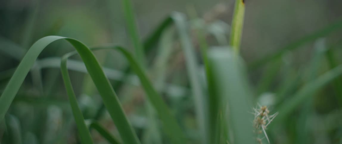 Green grassland