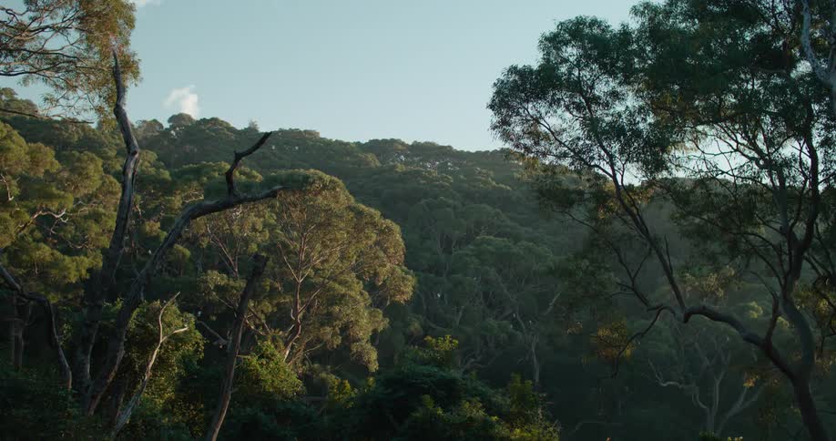 Lone cloud hovers over misty forest in light blue sky