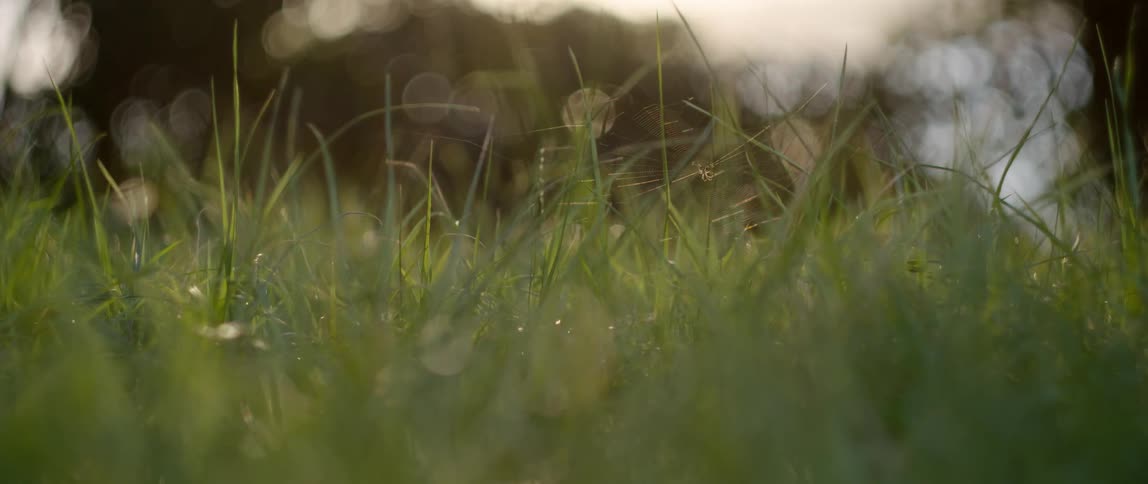 Dew on green grass shimmers in the sunlight highlighting a spider web