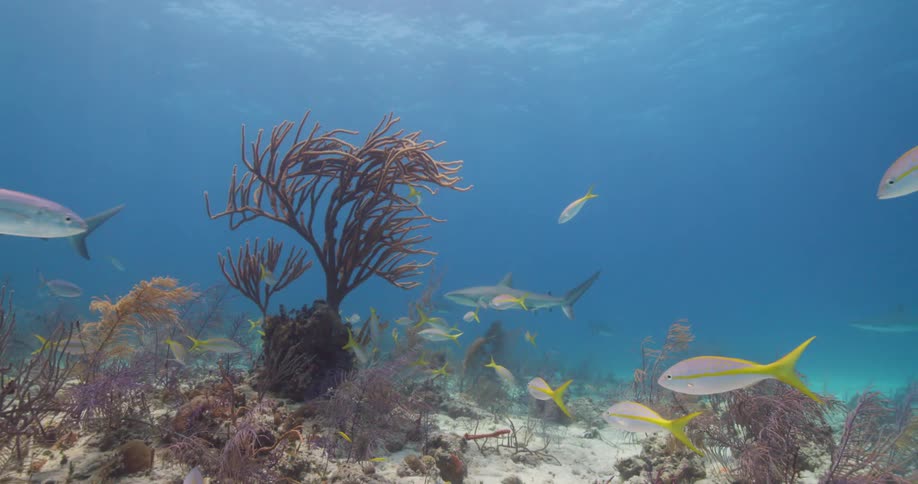 Tropical fish and sharks swim in the sea