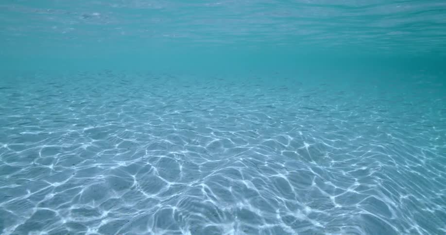 Fish swimming under water