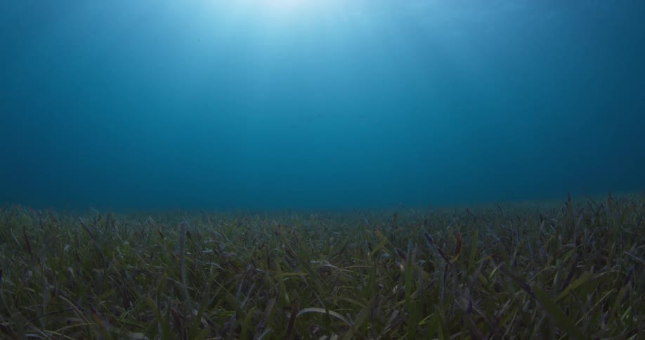 The sun is shining through the water above