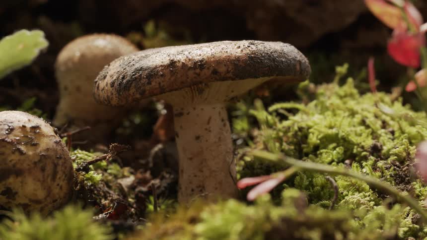A close up view of mushrooms in a forest