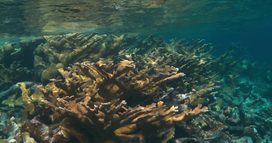 Dappled sunlight shines from surface shines onto coral reef