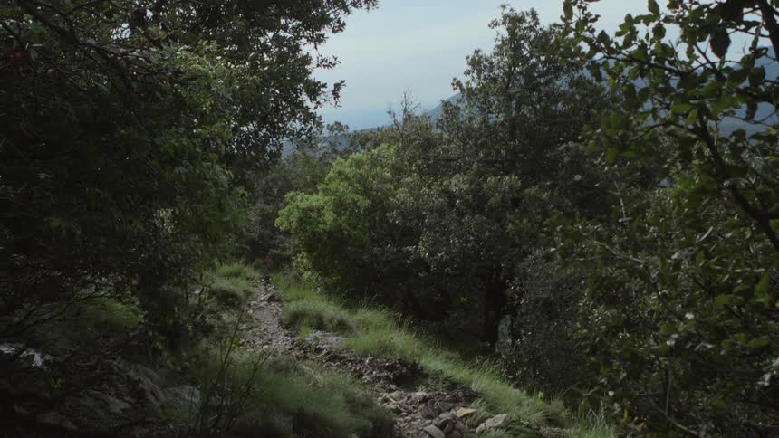 A rocky trail in a forest