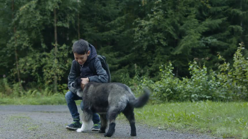 A child petting a dog