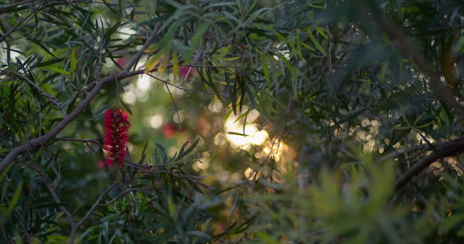 Sunset sunlight filters through the thick leaf folliage on tree branches