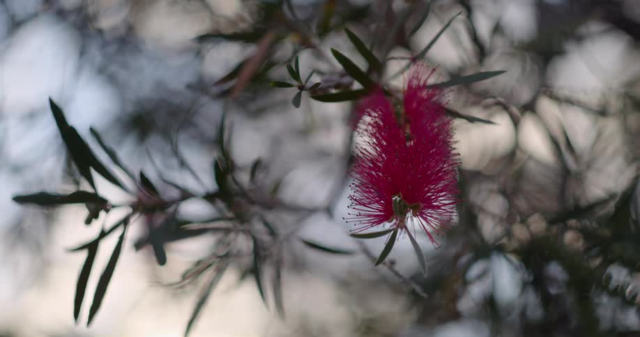 A red leaf hangs from the tree