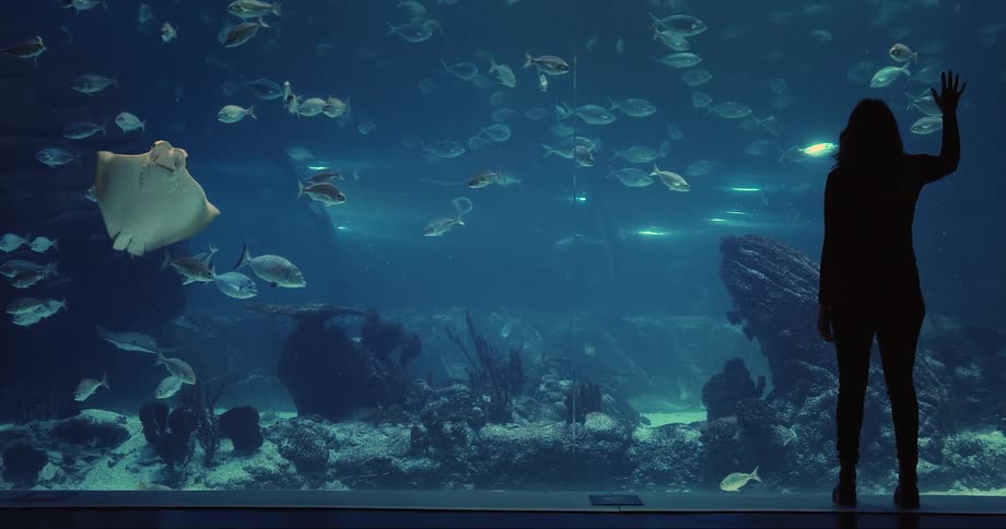 A woman stands in front of an aquarium and holds her hand up to the glass as she looks at the fish