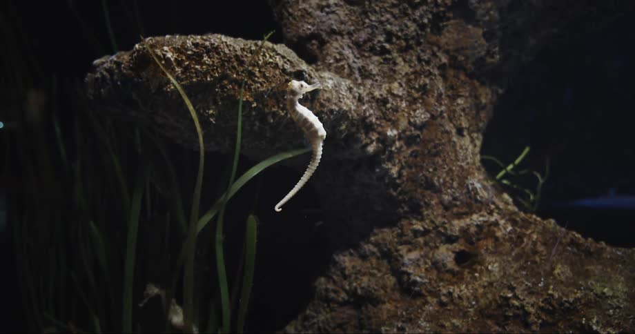 Pale yellow brown seahorse swims upward leaving kelp and passing surface of rock