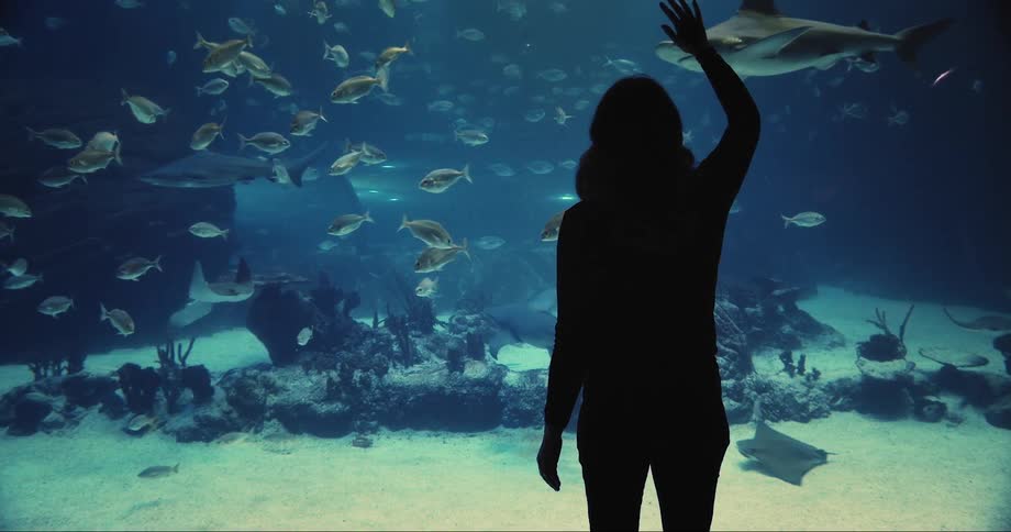 A woman waves at fish and a shark swimming in an aquarium