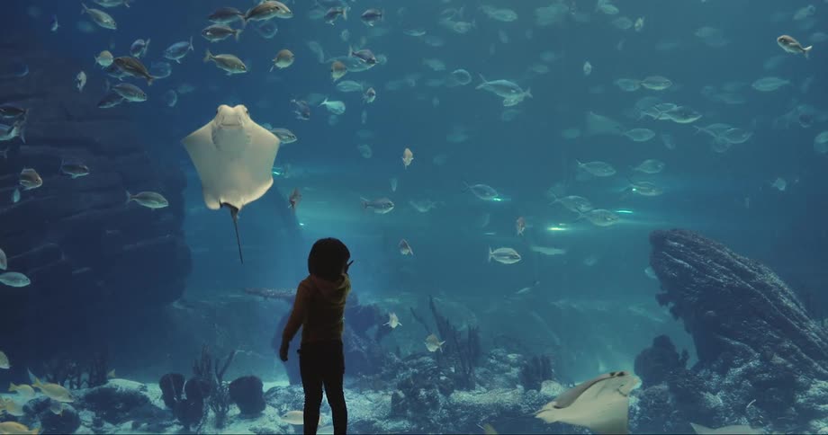 A child looking at fish in a large aquarium