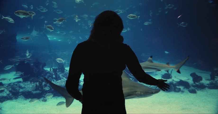 A woman looking at a shark in an aquarium