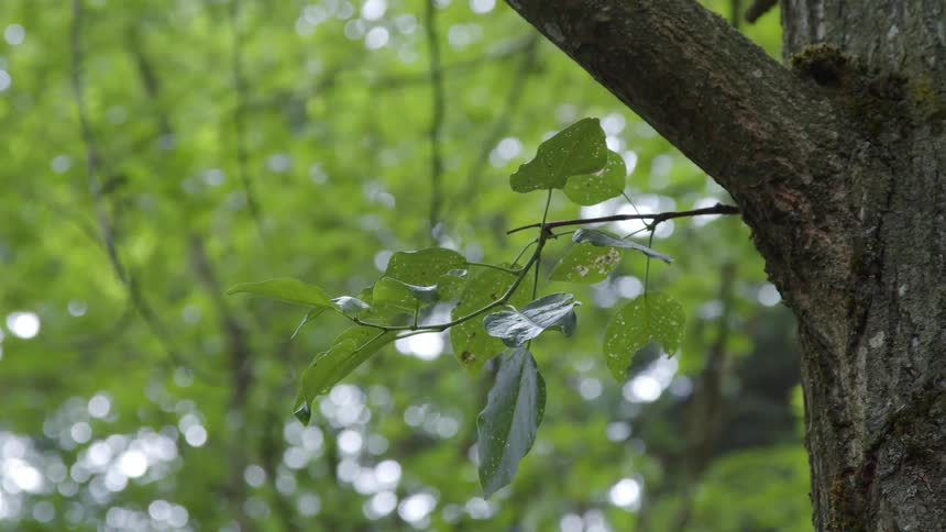 A small branch of leaves growing from a branch of a large tree