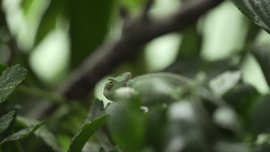 A chameleon walking on branches and leaves with trees in the background