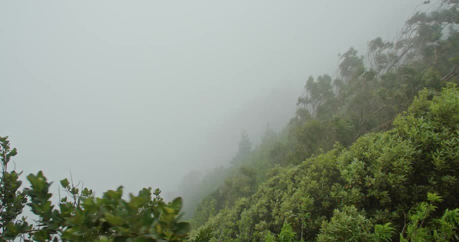Strong winds push trees in a forest back and forth