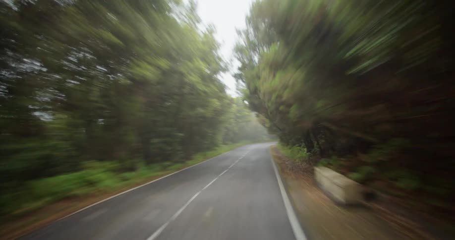 Traveling on a narrow winding road through the trees and a patch of fog