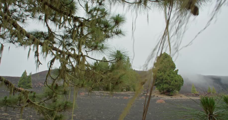 Moss is hanging from a tree in a foggy desolate wilderness