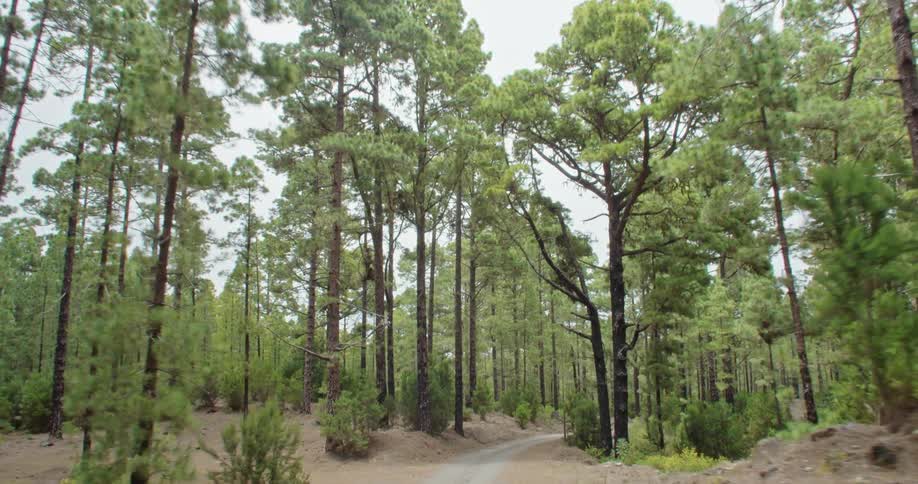 Winding dirt road passes through conifer forest