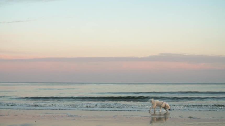 Furry white dog walks across beach near water as waves crash onto shore with red sky on horizon