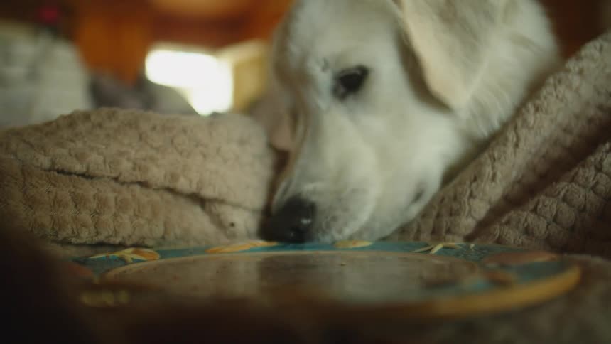 A dog is licking a blanket near the edge of a plate