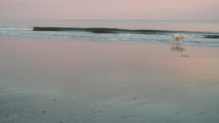 A white dog slowly walks a long a beach as small waves crash on the shore