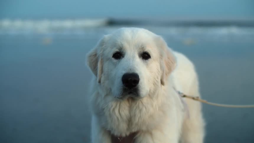 White fluffy labrador dog looks at the camera standing in front of the beach at sunset