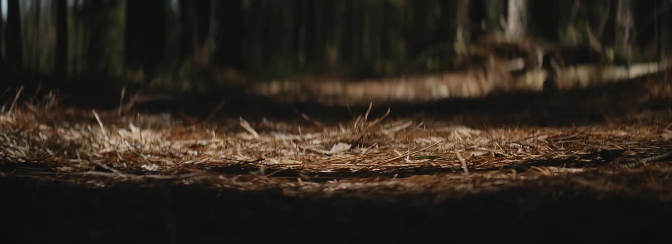 Dry pine tree needles littering the trail on the forest at morning