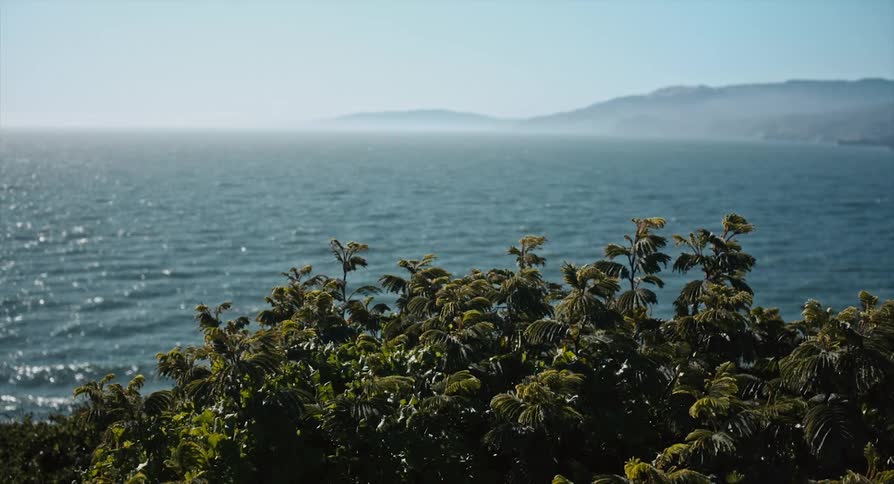 A view of the ocean and trees in the foreground