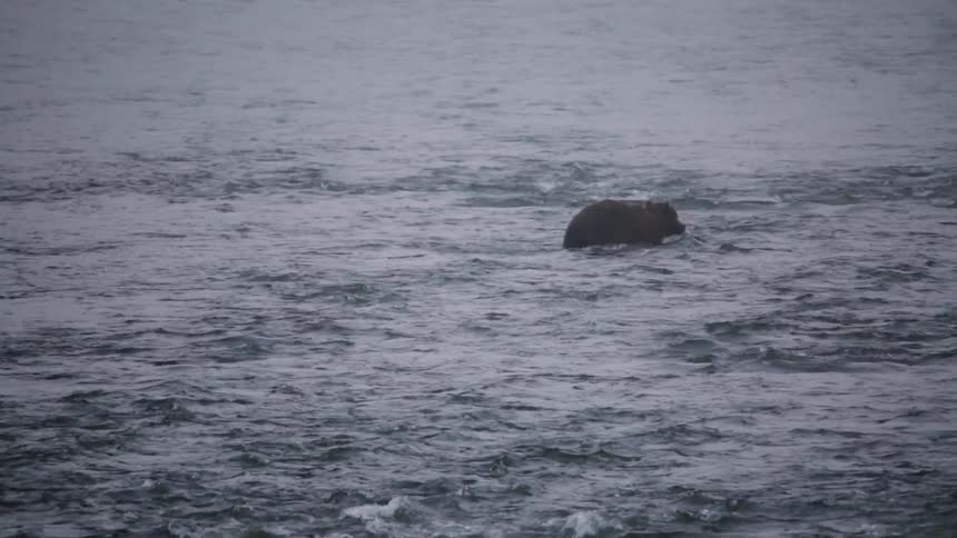 A bear is moving around in the water